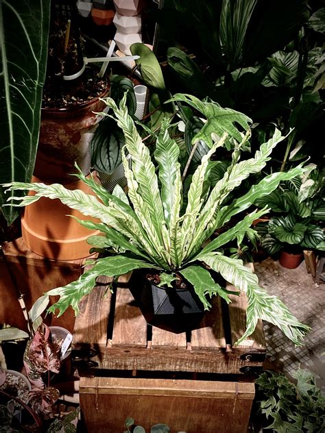 火焰鳥巢蕨|Asplenium nidus variegated 花葉鳥巢蕨